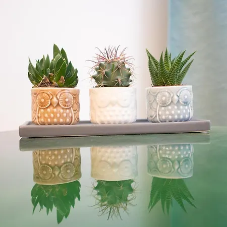 Machi La Civetta ليتشي